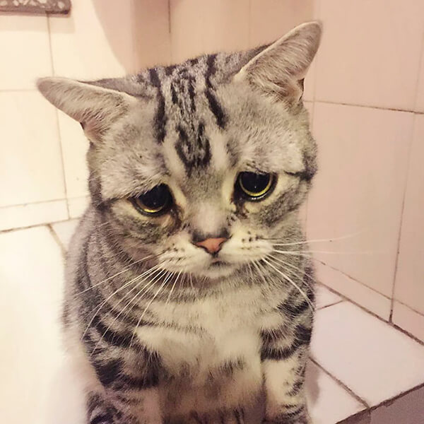 The Saddest Cat In The World? 