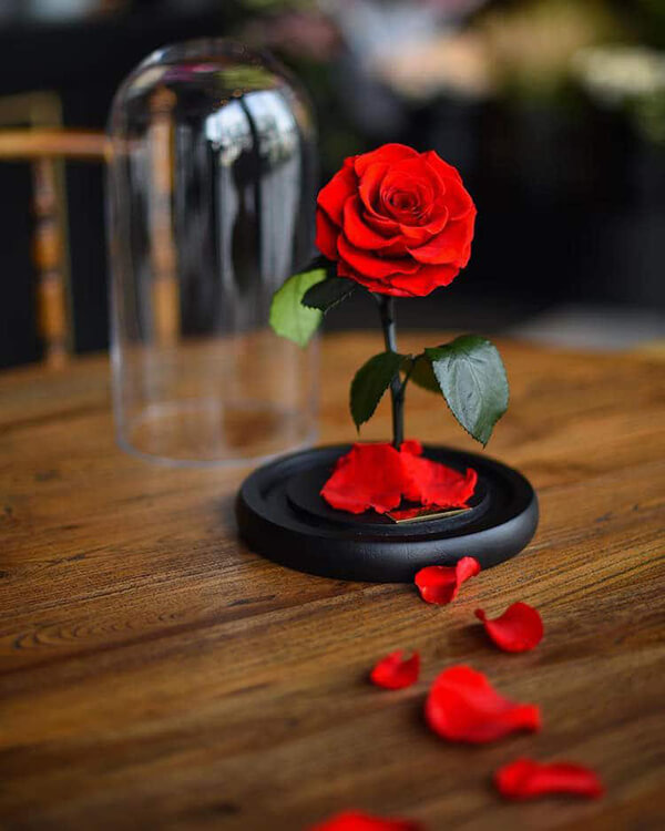 Forever Rose: the Rose Stands At Least 3 Years With Water or Sunlight