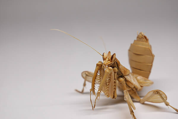 Life-size Insects Made out of Bamboo