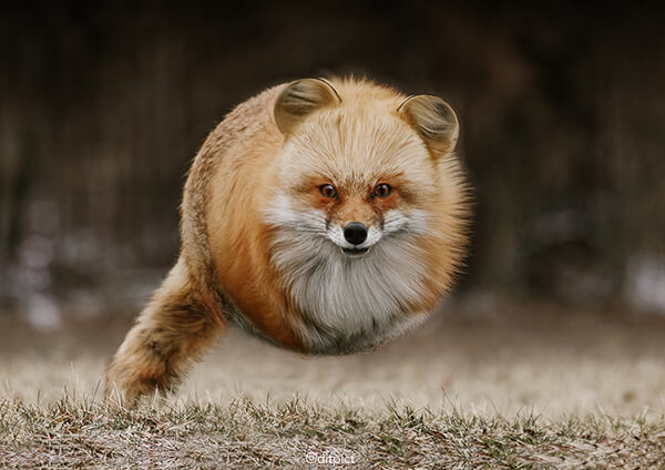 Round and Round: Ball Shaped Real-life Animals by Aditya Aryanto