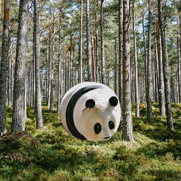 Round and Round: Ball Shaped Real-life Animals by Aditya Aryanto
