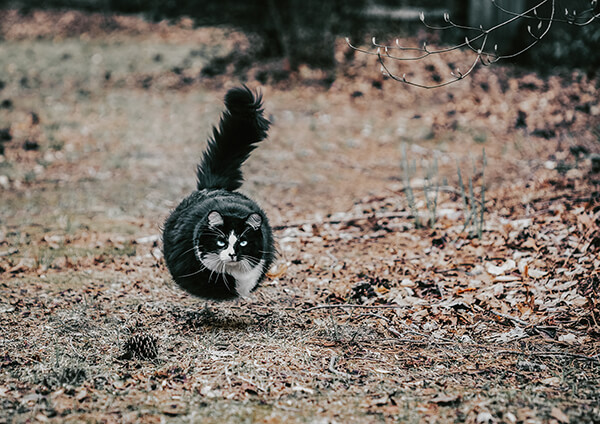 Round and Round: Ball Shaped Real-life Animals by Aditya Aryanto