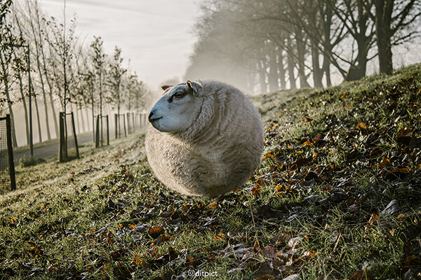 Round and Round: Ball Shaped Real-life Animals by Aditya Aryanto