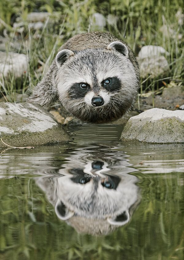 Round and Round: Ball Shaped Real-life Animals by Aditya Aryanto