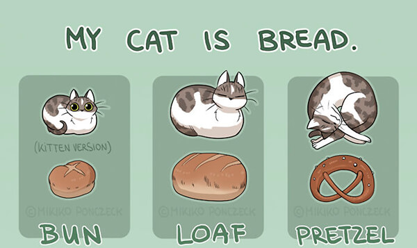 Do You Know Cats are More Bread Thank You Think