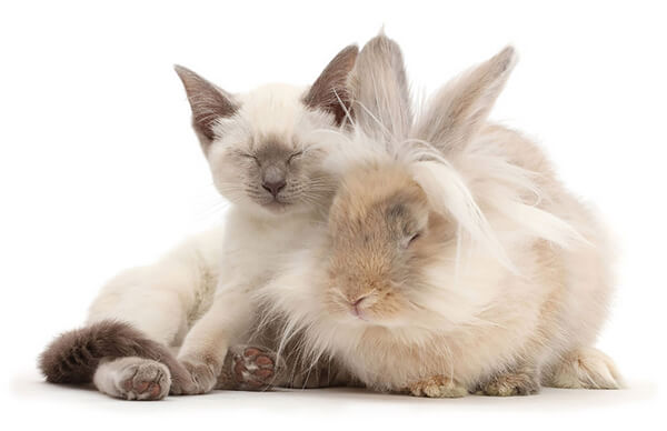 Pet Doppelgängers: Adorable Photos of Cats and Rabbits Share Same Colors