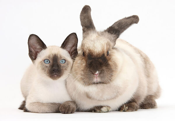 Pet Doppelgängers: Adorable Photos of Cats and Rabbits Share Same Colors