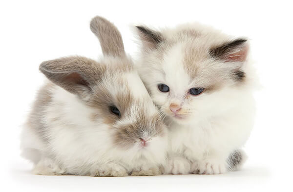 Pet Doppelgängers: Adorable Photos of Cats and Rabbits Share Same Colors