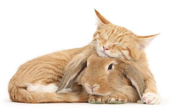Pet Doppelgängers: Adorable Photos of Cats and Rabbits Share Same Colors