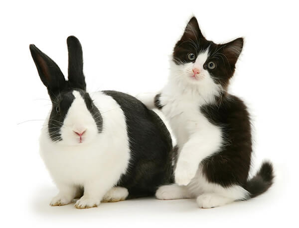 Pet Doppelgängers: Adorable Photos of Cats and Rabbits Share Same Colors