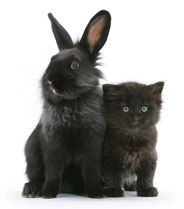 Pet Doppelgängers: Adorable Photos of Cats and Rabbits Share Same Colors