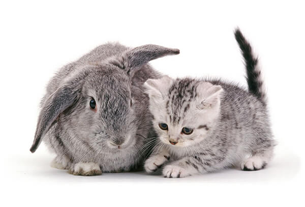 Pet Doppelgängers: Adorable Photos of Cats and Rabbits Share Same Colors