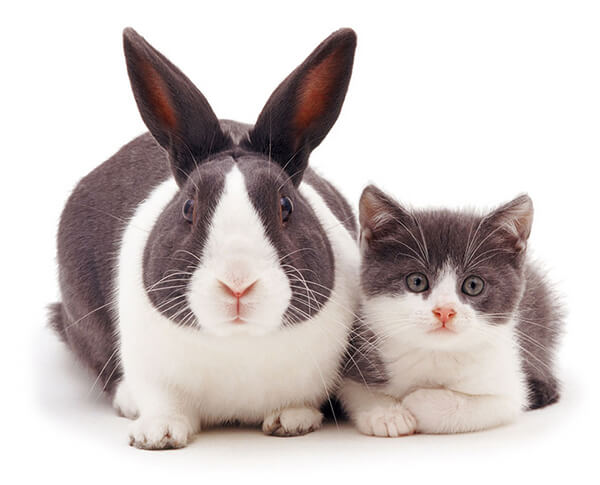 Pet Doppelgängers: Adorable Photos of Cats and Rabbits Share Same Colors