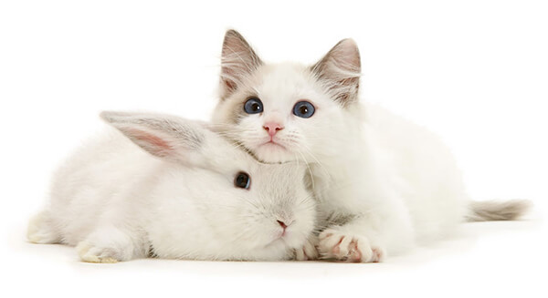 Pet Doppelgängers: Adorable Photos of Cats and Rabbits Share Same Colors