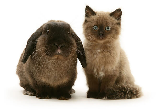 Pet Doppelgängers: Adorable Photos of Cats and Rabbits Share Same Colors