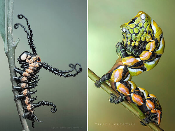 Stunning Photography of Caterpillars Captured by Igor Siwanowicz