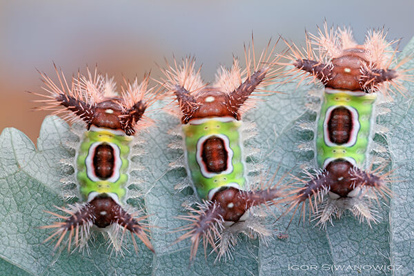Stunning Photography of Caterpillars Captured by Igor Siwanowicz