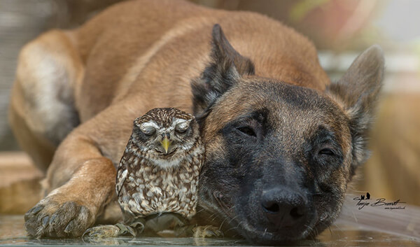 Unlikely Friendship Between the Dog Ingo and the Owl Poldi