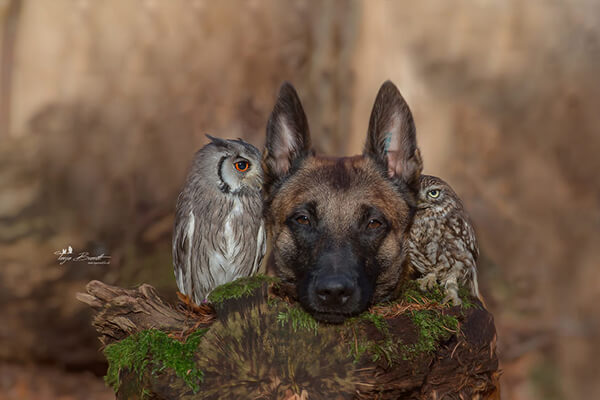 Unlikely Friendship Between the Dog Ingo and the Owl Poldi