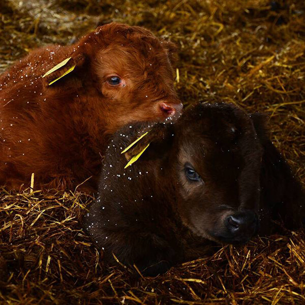 Highland Cattle Calves: Probably the Most Adorable Calves in the World