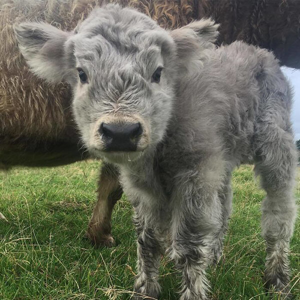 Highland Cattle Calves: Probably the Most Adorable Calves in the World