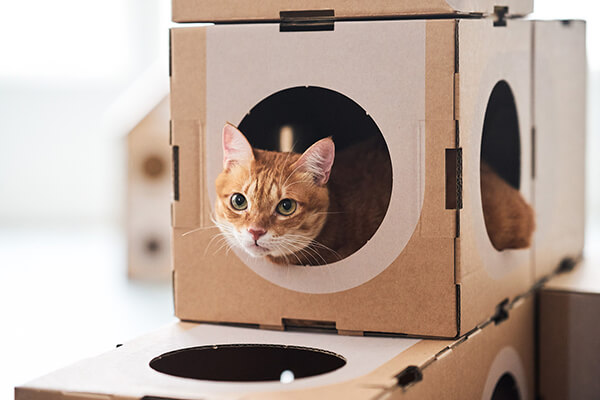 Modular Cardboard Cat Box Furniture