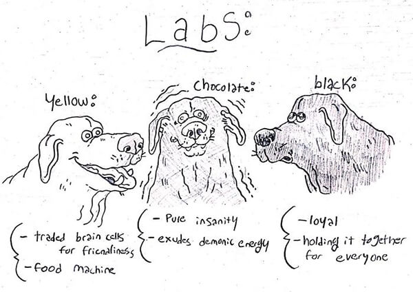 Hilarious Guide of Dog Breed Help you to Choose Your Next Dog