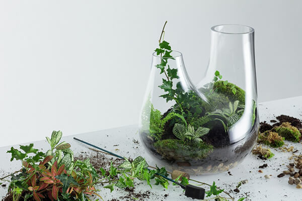 Glass Terrarium: Chic Indoor Home Garden