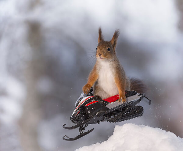 Adorable Winter Squirrel Olympics by Geert Weggen