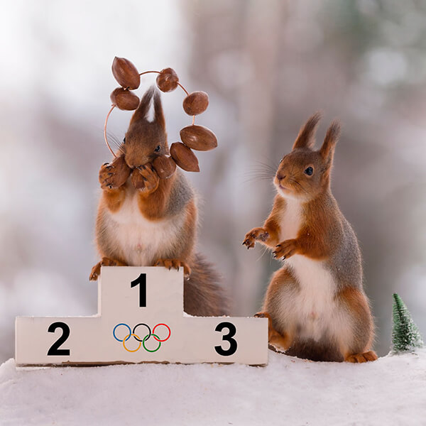 Adorable Winter Squirrel Olympics by Geert Weggen