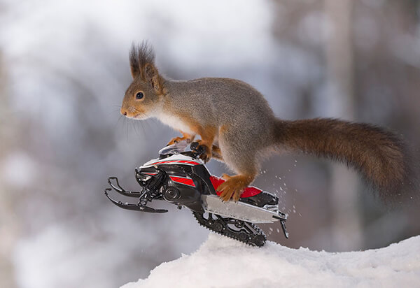 Adorable Winter Squirrel Olympics by Geert Weggen