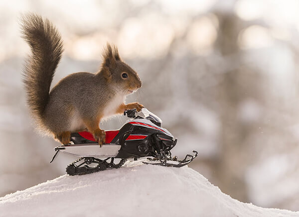 Adorable Winter Squirrel Olympics by Geert Weggen