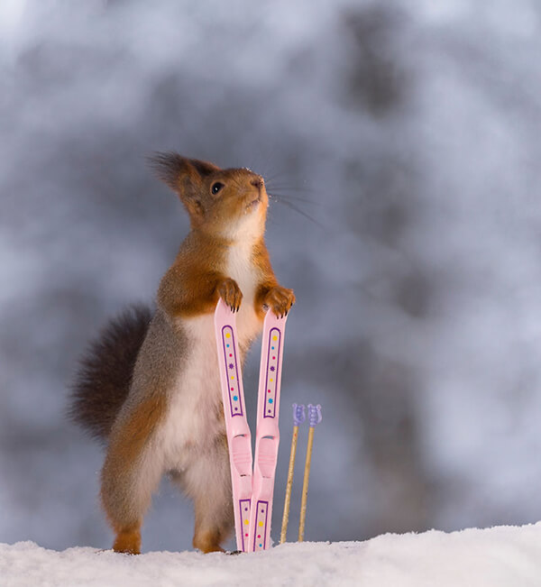 Adorable Winter Squirrel Olympics by Geert Weggen