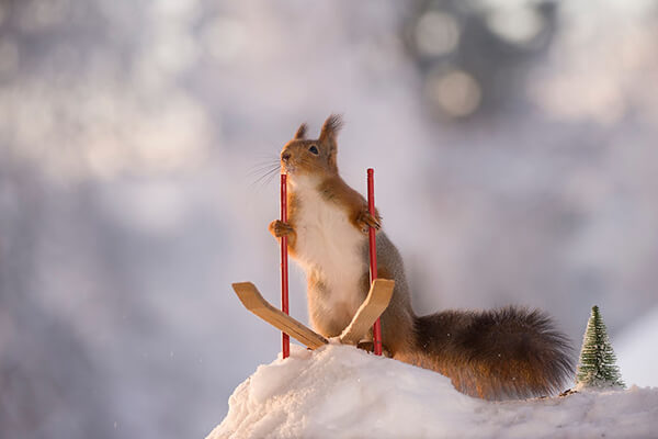 Adorable Winter Squirrel Olympics by Geert Weggen