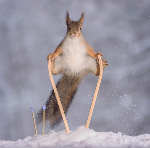 Adorable Winter Squirrel Olympics by Geert Weggen