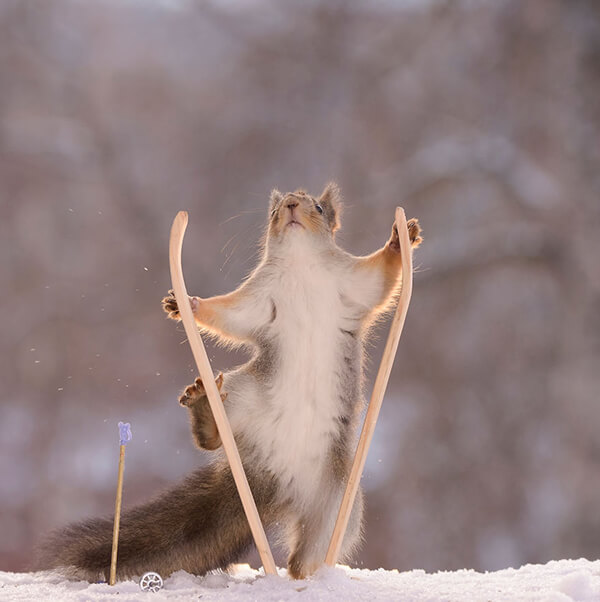 Adorable Winter Squirrel Olympics by Geert Weggen