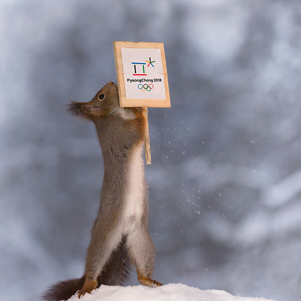 Adorable Winter Squirrel Olympics by Geert Weggen