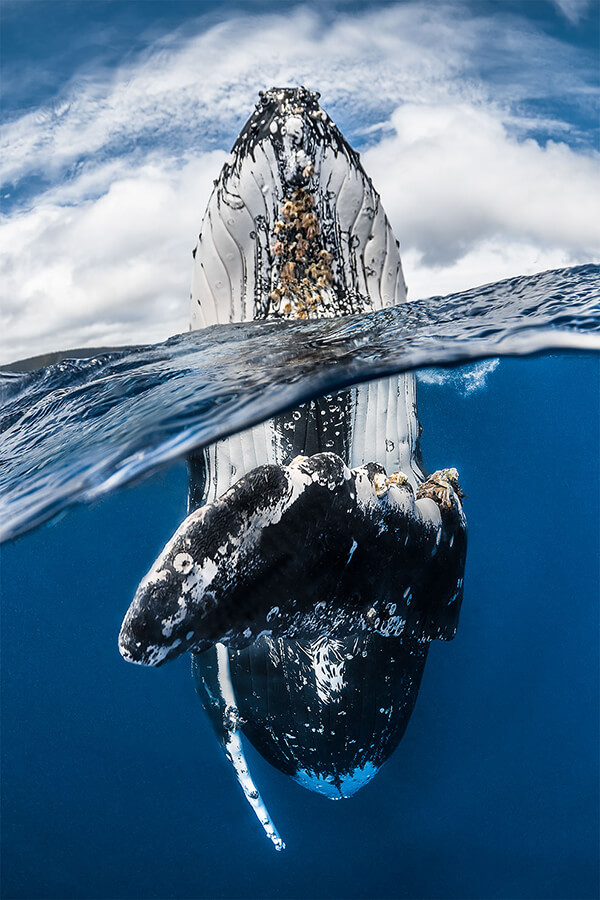 Amazing Winning Photos from British 2018 Underwater Photographer