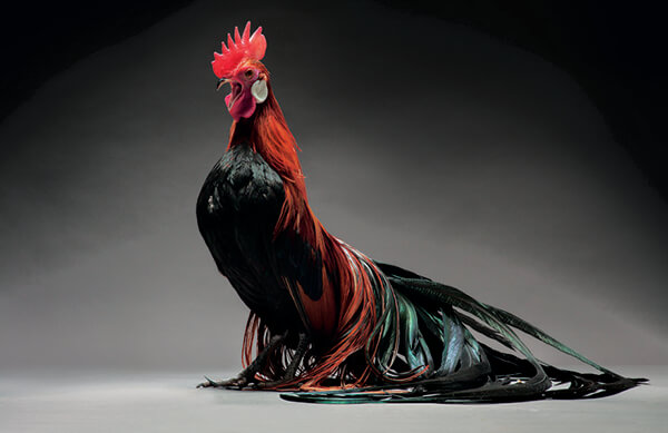 Maybe the Most Beautiful Photos of Chicken