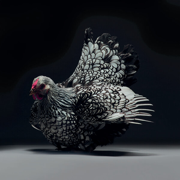 Maybe the Most Beautiful Photos of Chicken