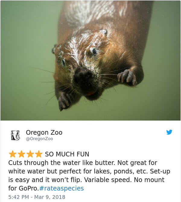 Hilarious Amazon-Like Animal Reviews