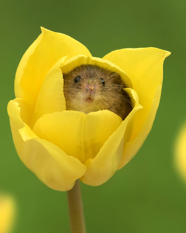 Super Cute Photos of Harvest Mouse