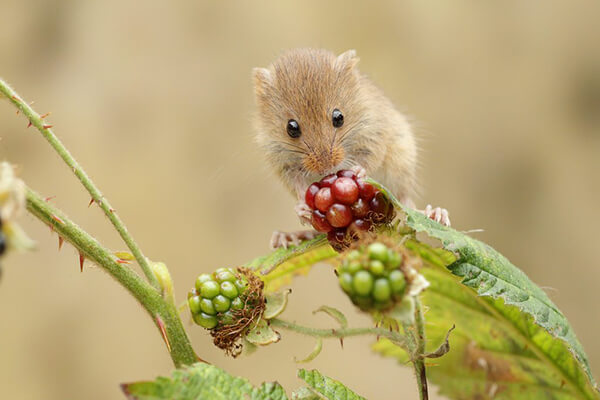 Super Cute Photos of Harvest Mouse