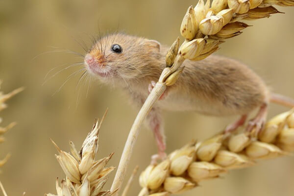 Super Cute Photos of Harvest Mouse