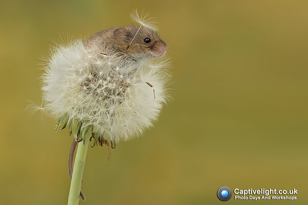 Super Cute Photos of Harvest Mouse