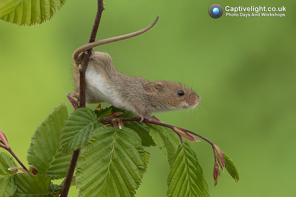 Super Cute Photos of Harvest Mouse