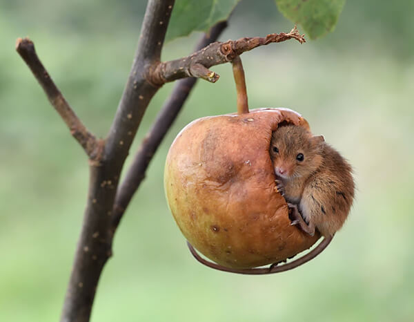 Super Cute Photos of Harvest Mouse