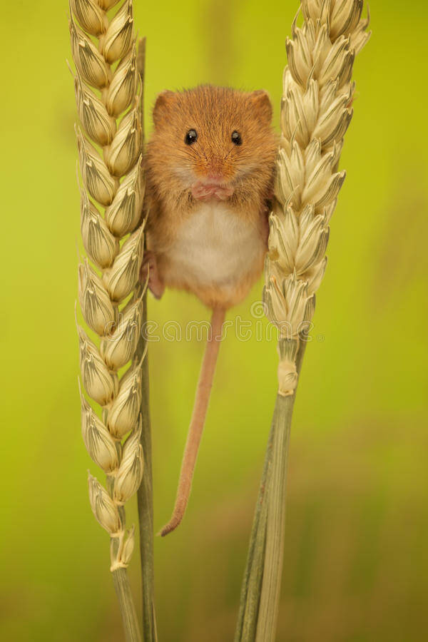 Super Cute Photos of Harvest Mouse