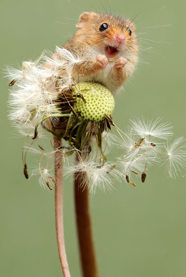 Super Cute Photos of Harvest Mouse