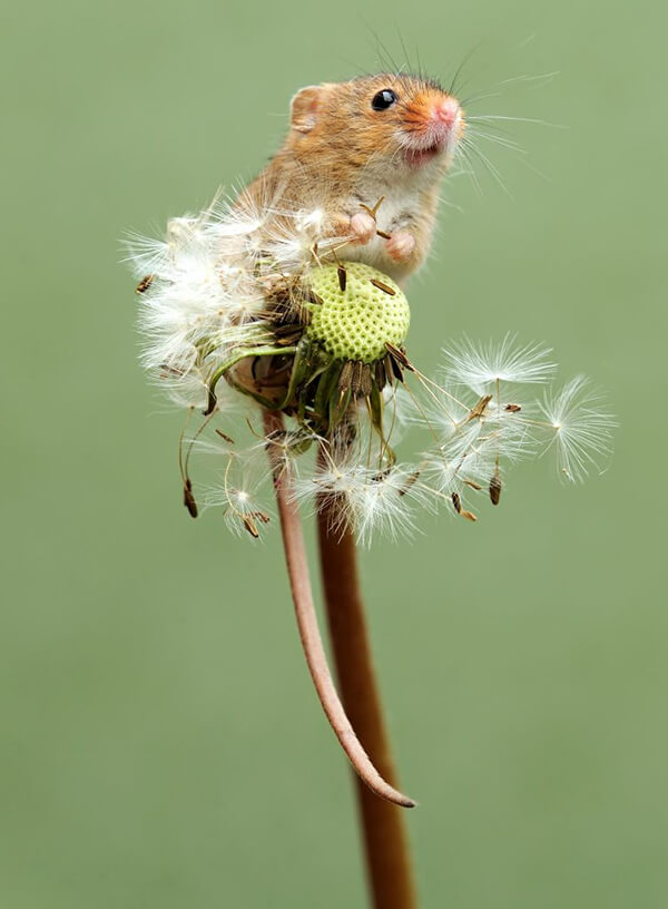 Super Cute Photos of Harvest Mouse